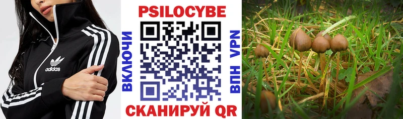 Псилоцибиновые грибы Cubensis  Купить  Мамоново 